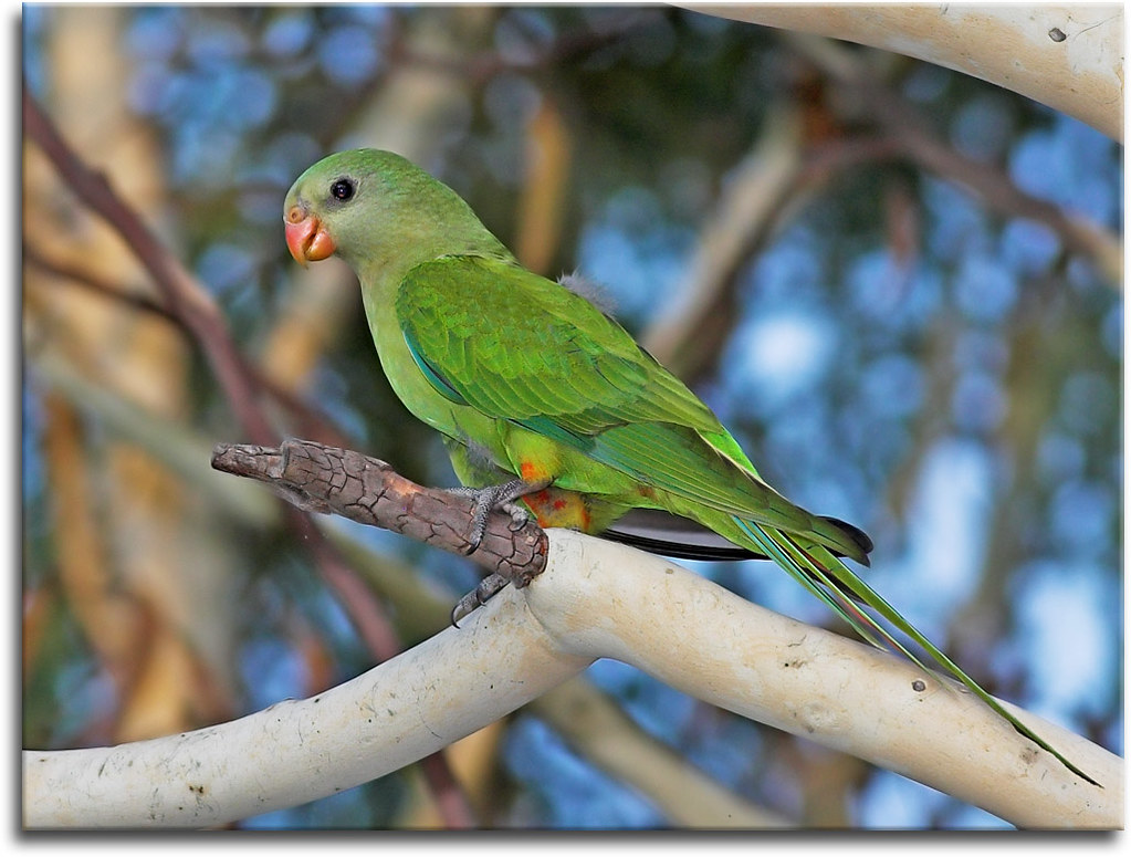 Superb Parrot | I've found a few more from my very first bir… | Flickr