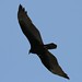 Flickr photo 'Cathartes aura (Turkey Vulture) - immature' by: Arthur Chapman.