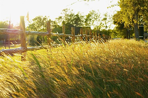 sunset grass fence log pentax seed goldenhour project365 k2000