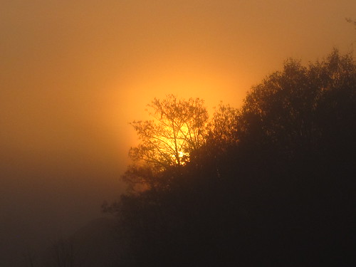 morning sun tree fog sunrise scotland westlothian bathgate