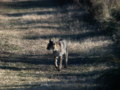 Bobcat on the Heron Flats Trail