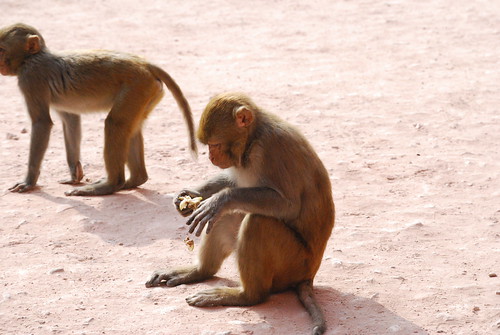 Sub-human Primates | Mike Goelzer | Flickr