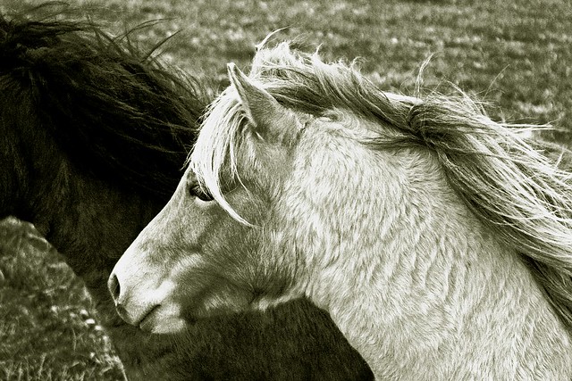 Ponies Against The Wind