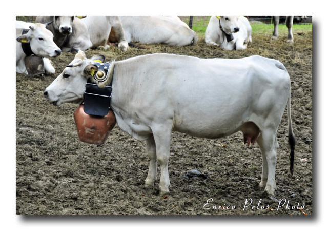transumanza a mendatica - mucche e campanacci 1 by enrico pelos