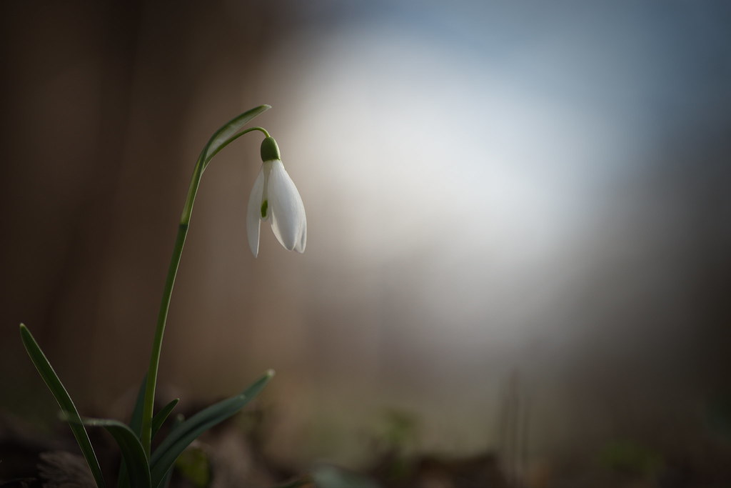 First Snowdrops (Galanthus)