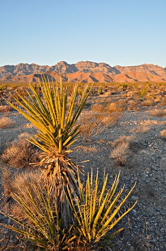 Desert sunrise in NV. by Rolling Stone2009, sunrise landscape nv lincolncounty sheeprange us93