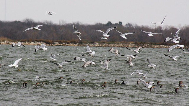 A Mixed Feeding Flock over Braunig Lake