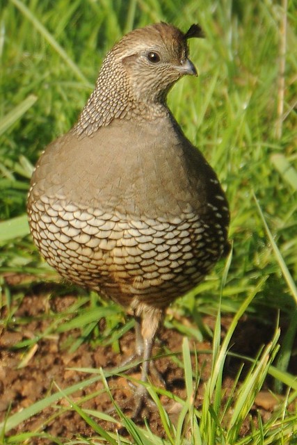 Female quail