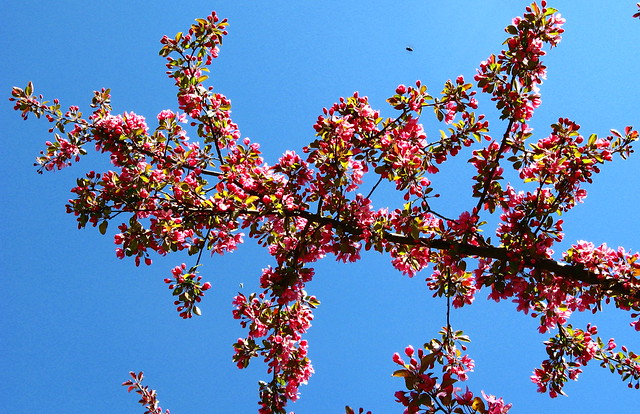 Pink Crabapple Blossoms And The Sky