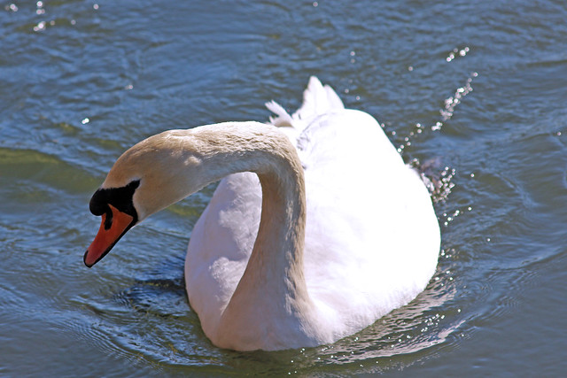 Swan at Dorney riverside