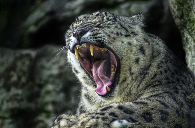 Snow Leopard yawn