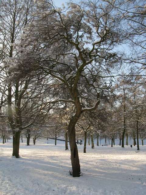 Snowy scene - Peel Park