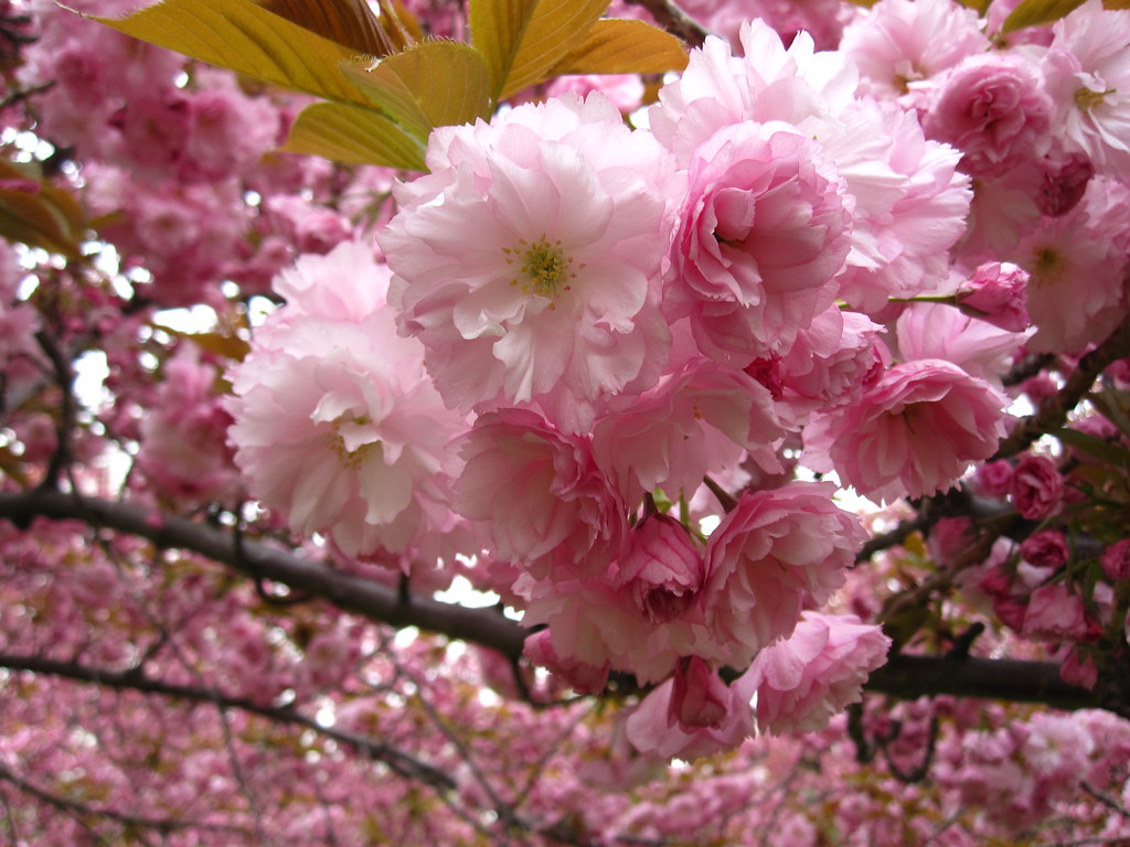 Apakah pohon sakura menghasilkan buah?