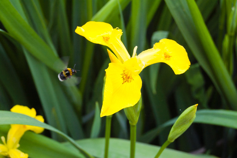 Flag iris with bee