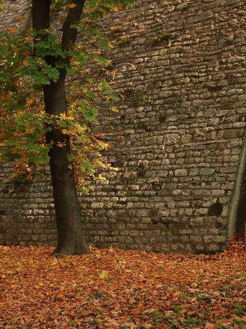 Rosehouse Park - Tree against Wall