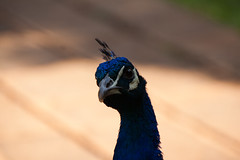 mr peacock