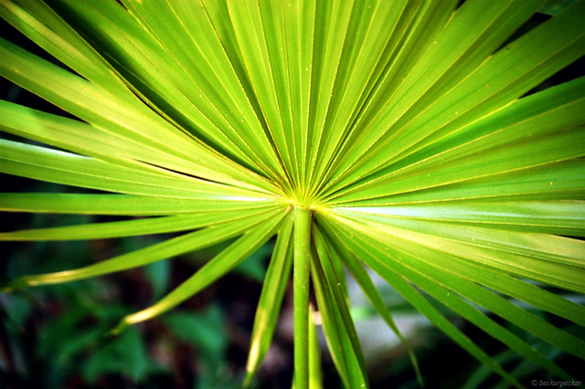 Mexican Fan Palm Leaves