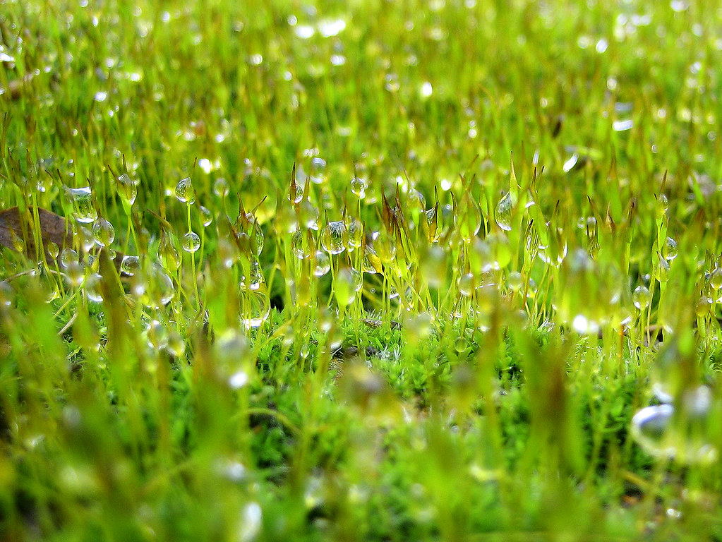 Water trapped in green moss