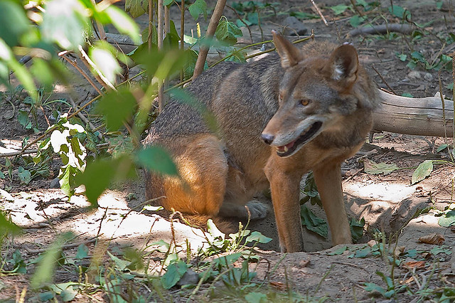 Red Wolf Pappa