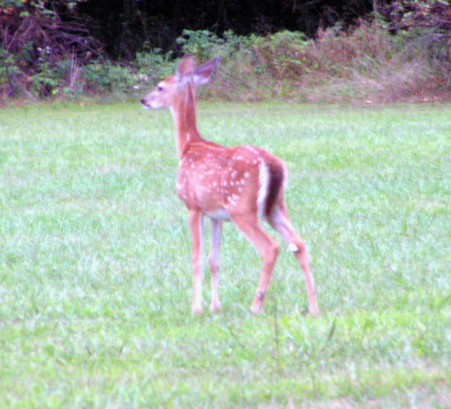 Bambi Hears The Focus Beep