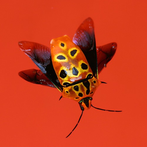 Kennai Insect Ken Kasuga | Flickr