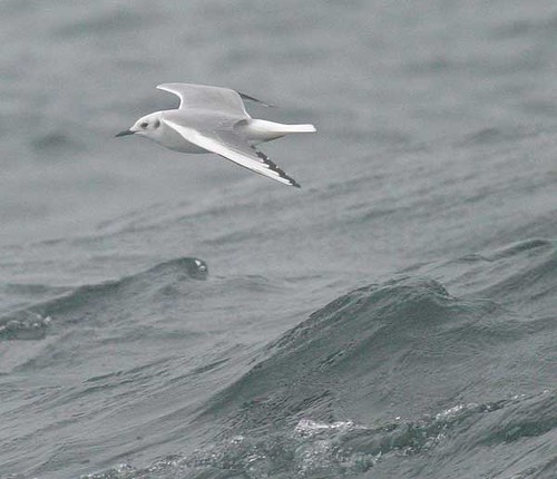 Bonaparte's Gull (Larus philadelphia) | by mountainpath2001