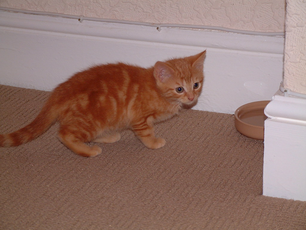 bengal cat urine smell