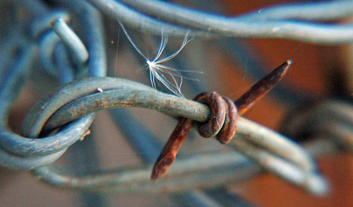 Delicate Rust | by Jeff Clow