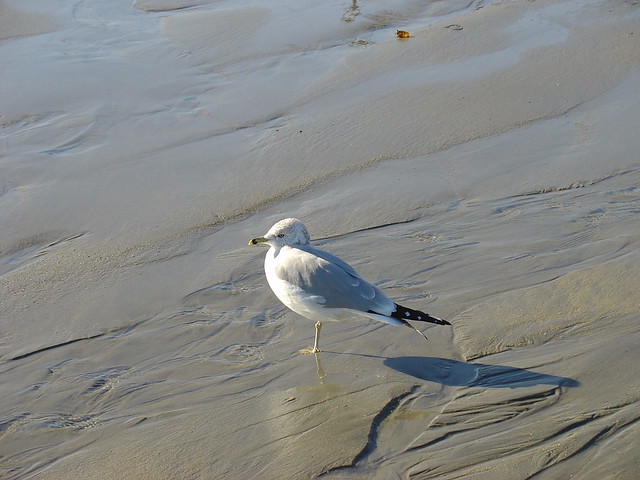 Seagull at Revere Beach