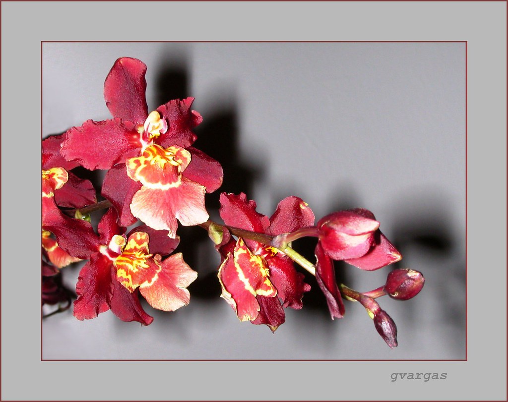 orquídea | orchid My Travels Flickr Bom dia para todos! Good… | Flickr