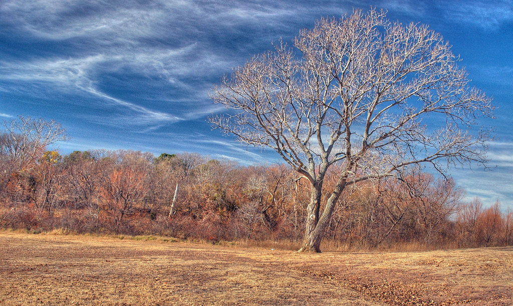 Msolo Tree Solo Tree 2 | One of the few