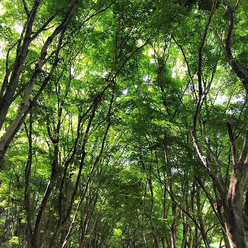 Green way  #japan #iphoneonly #instagram #instagood #photooftheday #webstagram #jp_views2nd #ig_nippon #igersjp #wu_japan #wu_asia #icu_japan #wonderful_places #ig_cameras_united #worlderlust #icu_nature #icu_global #icu_landscape #goexplorewander #instag | by akiranotane