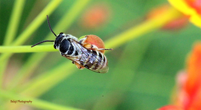 Honey Bee - Macro