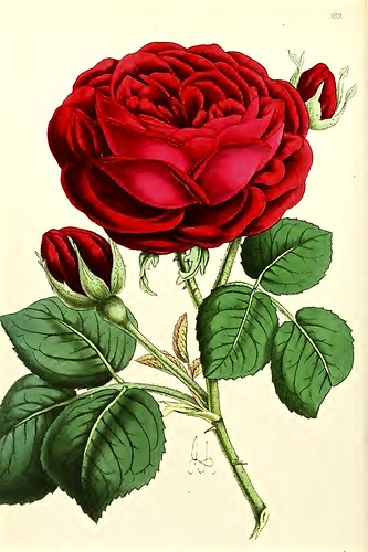 Hybrid Perpetual Rose 'Duke of Edinburgh' | The Floral magaz… | Flickr