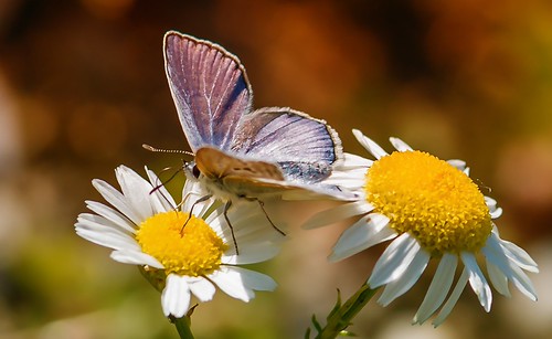 Butterfly and Flower | by Delbrücker