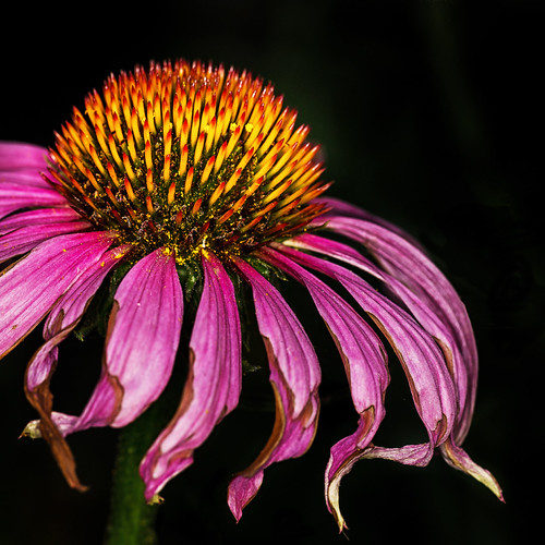Fading | by ilskonpics