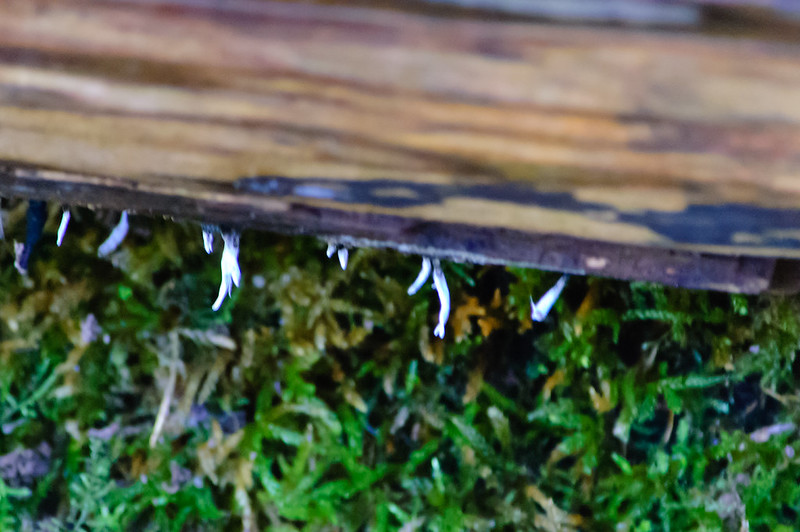 Candle snuff growing downwards