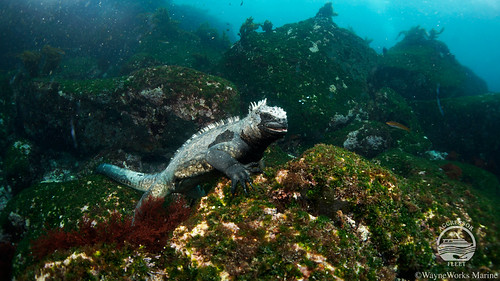 Galapagos-UW23