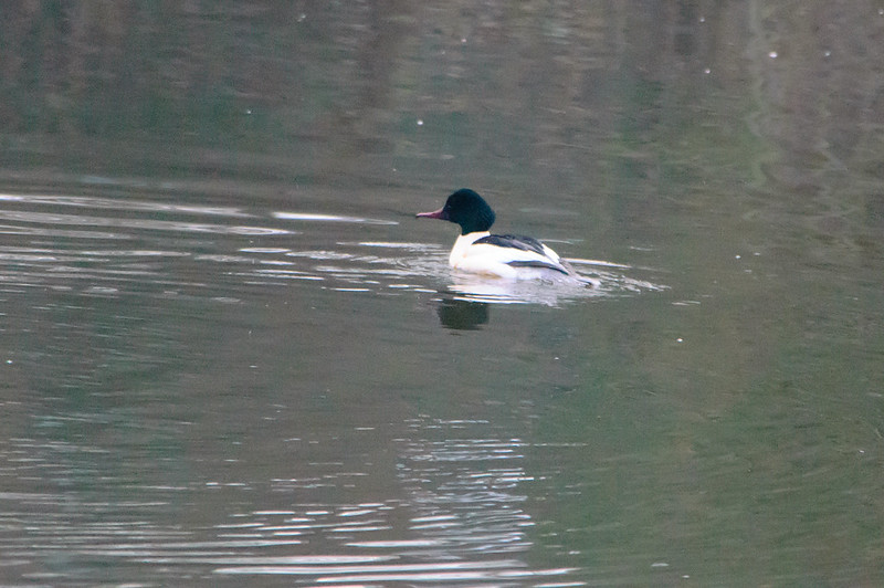 Male goosander, Severn, Shrewsbury