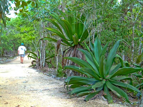 Cayman Vegetation-0193