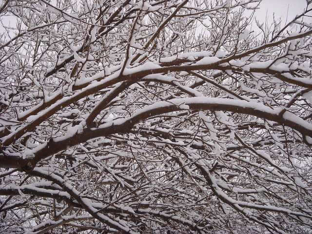 Snow On Tree Branches