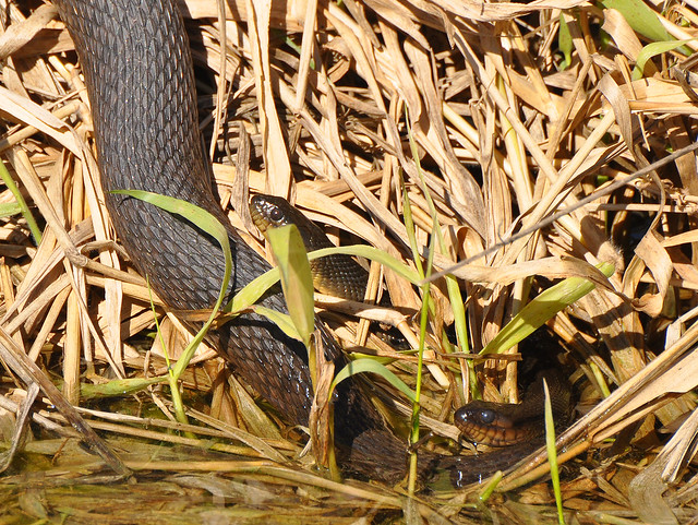 Mating Florida green water snakes 2