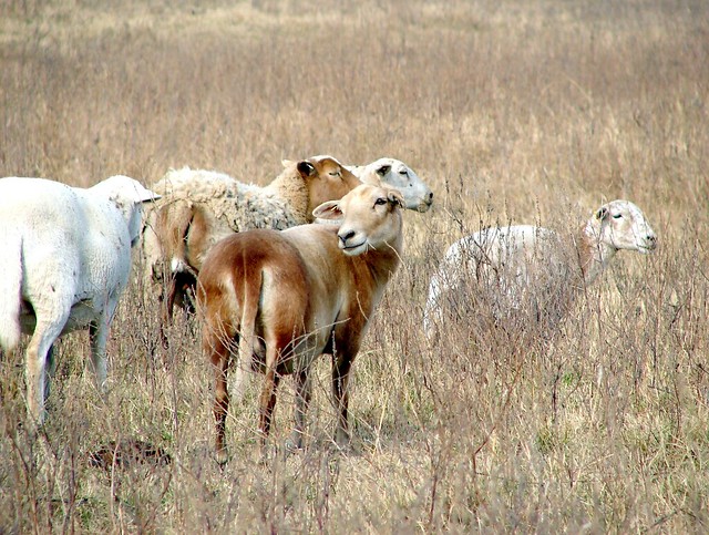 sheep Oklahoma
