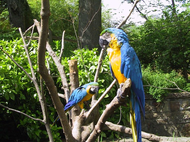 PARROT -BLUE AND YELLOW MACAW