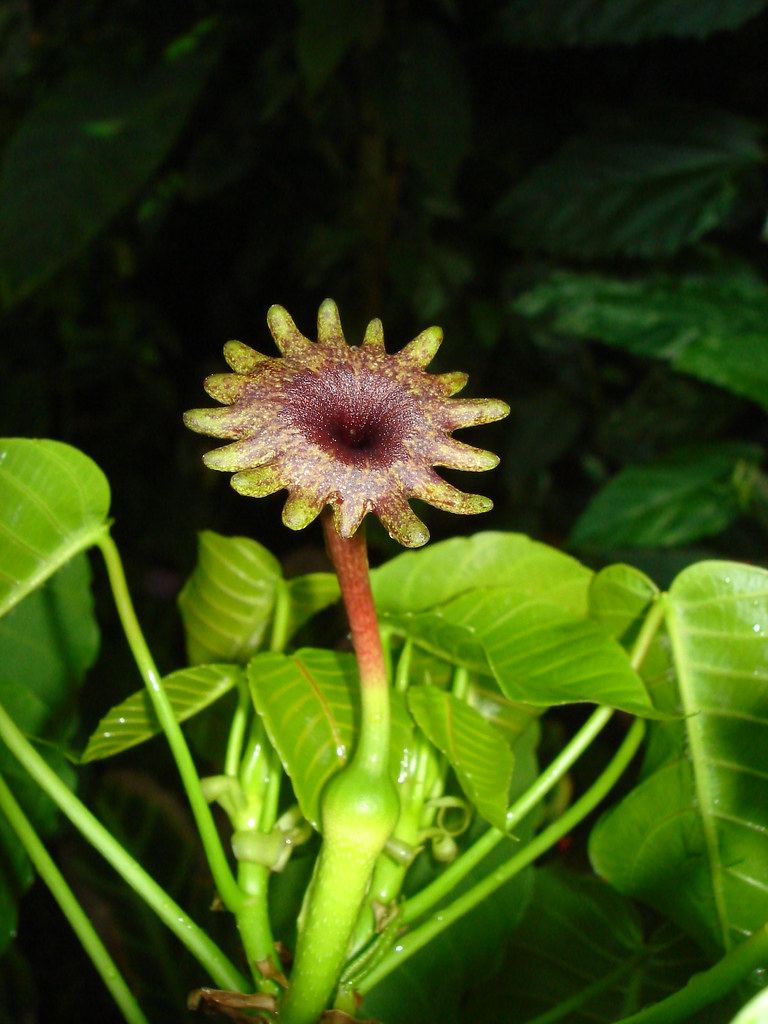 Sandbox Tree, Hura Crepitans (female flower) | The Sandbox T… | Flickr
