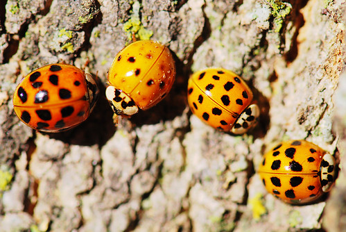 Group of ladybirds