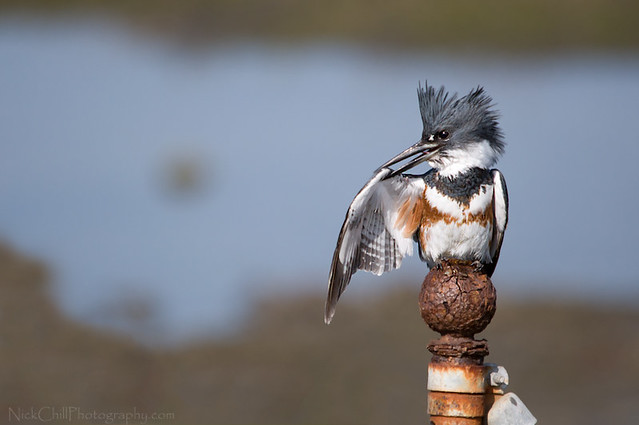 That Pesky Itch, Belted Kingfisher