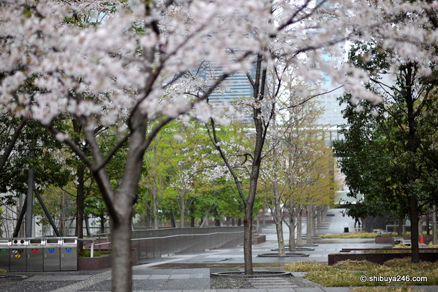Sakura Rain