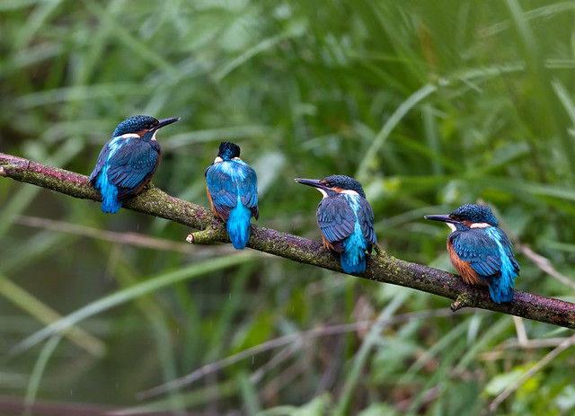 4 kingfishers on a stick