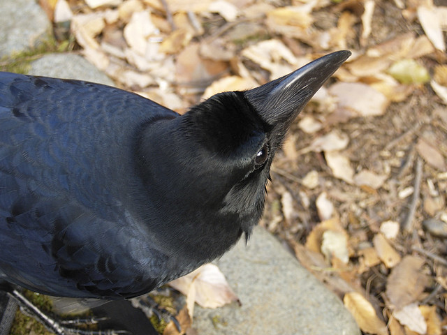 Crow that is personable, and likes mischief